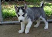 charming siberian husky puppies for sale 
