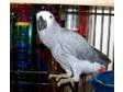 african greys ready to go
