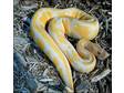 albino and vpi snow ball pythons for adoption