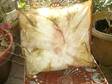 Hand painted beautiful silk pillow in shade of Yellow and