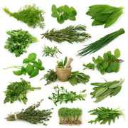 Medicinal herbs for improve impotency and stress, joint pain