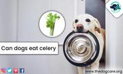 Can Dogs Eat Celery