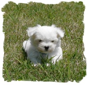 five maltese puppies for free adoption