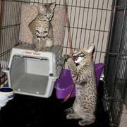 Home raised Serval, Cheetah and F1-F3 Savannah kittens